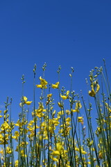 Ginestre contro il cielo blu