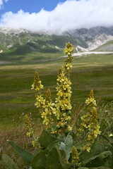 I fiori gialli sulla montagna