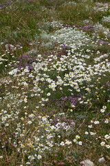 Fiori di campo