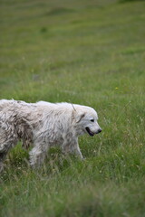 Un cane pastore