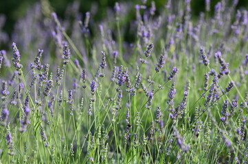 Un campo di lavanda in fiore
