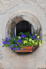 Fiori sul davanzale