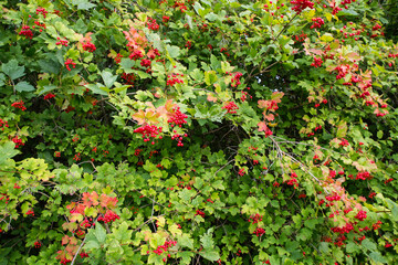 A branch with fresh red viburnum berries.
