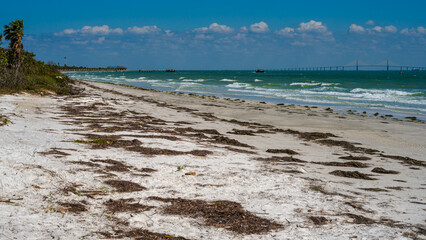 Obraz premium Florida Beach with Clumps of Seaweed.