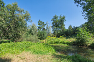 a small lake in the forest