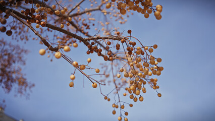 Close-up view of the golden berries of a melia azedarach tree against a clear blue sky in murcia, spain.