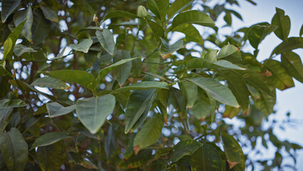 Close-up of vibrant green leaves of a tree in murcia, spain, under natural light, suitable for botany-related content.