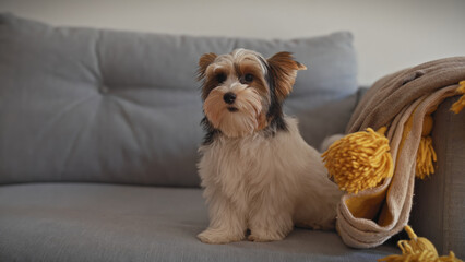 A biewer terrier puppy sits attentively indoors on a gray sofa beside a tassel throw blanket, exuding a cozy home ambiance.