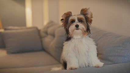 Adorable biewer terrier puppy sits attentively on a grey sofa inside a cozy home, showcasing its fluffy tricolor coat.