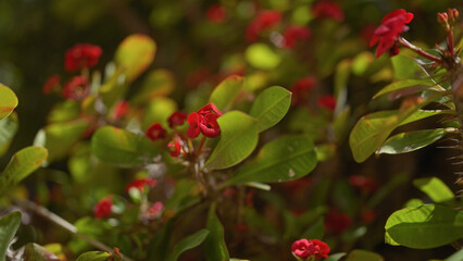 Fototapeta premium Close-up of vibrant euphorbia milii, crown of thorns, in natural sunlight highlighting its red blooms.