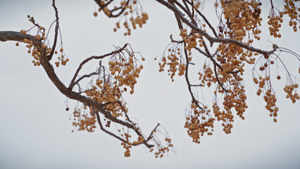 Close-up of golden melia azedarach berries on twisted branches against a muted sky in murcia, spain