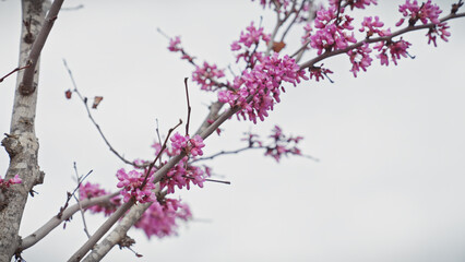Close-up of cercis siliquastrum, commonly known as the judas tree, blooming with pink flowers in murcia, spain.