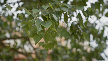 Close-up view of a green leafy plant with pointed leaves in murcia, spain, showcasing mediterranean flora.