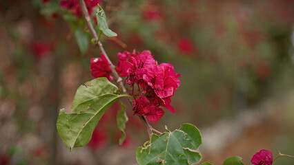 Close-up of a vibrant bougainvillea plant, with magenta flowers and green leaves, in murcia, spain, depicting mediterranean flora.