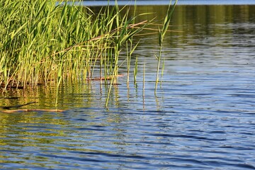 Reeds on the banks of a lake in the evening sunlight