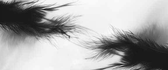 Obraz premium Abstract background with feathers and blurred black and white, minimalist design, monochrome palette.
