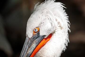 closeup of a blue eyed pelican