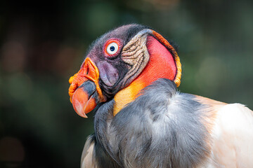 Closeup of a blue eyed bird