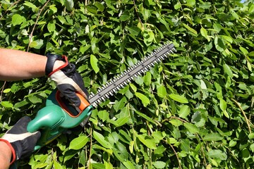 A hedge trimmer for pruning shrubs in the hands of a gardener. Gardening and pruning.