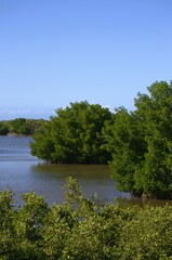 Mangrove areas on Margarita Island.
An island like Margarita has large areas of mangroves, some like Restinga declared a national park.