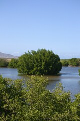 Mangrove areas on Margarita Island.
An island like Margarita has large areas of mangroves, some like Restinga declared a national park.