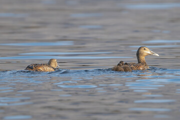 Common eider, St. Cuthbert's duck, Cuddy's duck - Somateria mollissima two females swimming in water. Photo from Djupivogur in East Iceland.	
