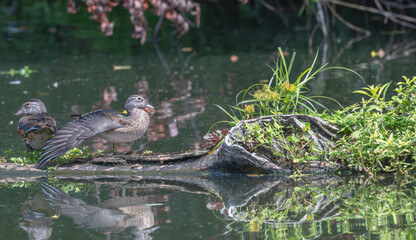 Wood ducks perched on a fallen log over a pond in summer.