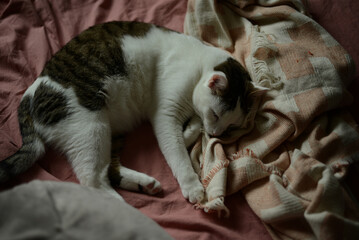 white cat sleeping on a bed