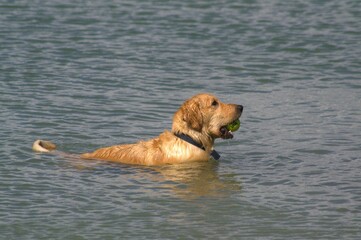 A dog plays with his ball on Margarita Beach.
The ball is a golden's best friend, or anything he likes to chase, if it is in the water much better!