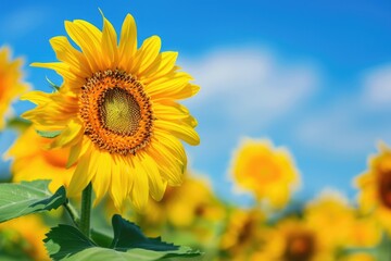 Fototapeta premium A bright yellow field of sunflowers against a clear blue sky, ideal for use in agricultural or nature-themed projects