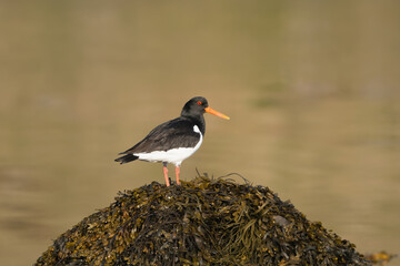 Eurasian oystercatcher (common pied oystercatcher, palaearctic oystercatcher) - Haematopus...