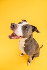 Adorable Pitbull Blue dog with open mouth in yellow studio