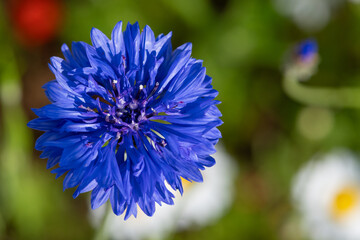 Close up of a blue cornflower (centaurea cyanus)