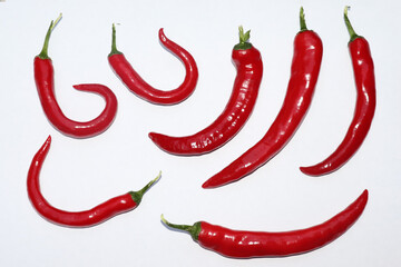 Bio Chilli Ernte