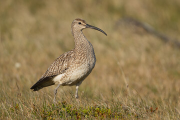Eurasian whimbrel, common whimbrel, white-rumped whimbrel - Numenius phaeopus staying on meadow. Photo from Djupivogur in East Iceland.