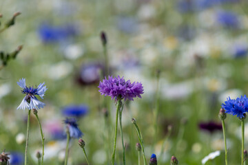 Close up of a purple cornflower (centaurea cyanus)