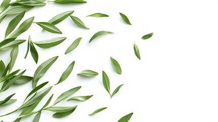 Fototapeta premium Green leaves arranged in a scattered pattern on a white background.