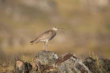 Eurasian whimbrel, common whimbrel, white-rumped whimbrel - Numenius phaeopus staying on meadow and calling with open beak. Photo from Djupivogur in East Iceland.