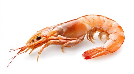 A single, cooked, whole shrimp with orange and white shell and legs, on a white background.