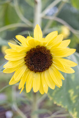 sunflower in Summer 