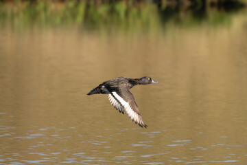 Tufted ducks or tufted pochards - Aythya fuligula in flight with brown water in background. Photo from Djupivogur in East Iceland.