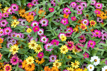 Fototapeta premium flowers in garden