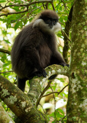 Purple-faced langur Semnopithecus vetulus also purple-faced leaf monkey, Old World monkey that endemic to Sri Lanka, long-tailed arboreal monkey, eating leafs and blossoms in the jungle