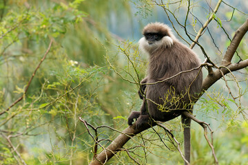 Purple-faced langur Semnopithecus vetulus also purple-faced leaf monkey, Old World monkey that endemic to Sri Lanka, long-tailed arboreal monkey, eating leafs and blossoms in the jungle © phototrip.cz