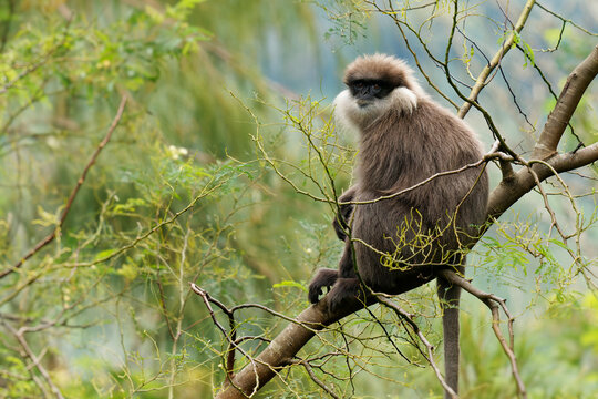 Purple-faced langur Semnopithecus vetulus also purple-faced leaf monkey, Old World monkey that endemic to Sri Lanka, long-tailed arboreal monkey, eating leafs and blossoms in the jungle