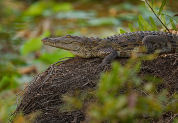Mugger crocodile Crocodylus palustris medium-sized broad-snouted crocodile, also Mugger or Marsh...