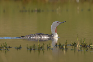 Red-throated loon, red-throated diver - Gavia stellata in breeding plumage swimming in water. Photo from Djupivogur in East Iceland.