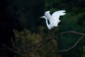 Great Egret 17
