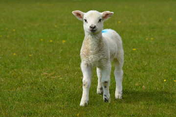 lamb in the grass