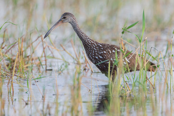 Limpkin (Aramus guarauna) with prey at waterline, Lake Marian, Florida, USA